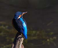 6010 Kingfisher Chris Gilbert, Ravenseye Gallery, Peak District, Photographs, Courses